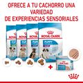 Royal Canin Starter Mommy & Baby mousse latas para perros, , large image number null